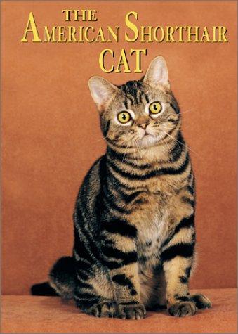 AMERICAN SHORTHAIR CAT