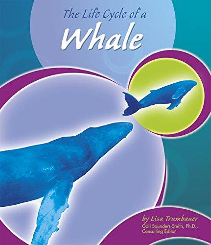 The Life Cycle of a Whale
