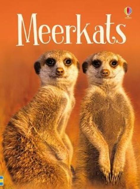 BEG MEERKATS