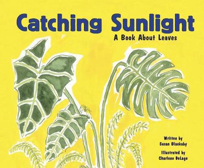 CATCHING SUNLIGHT